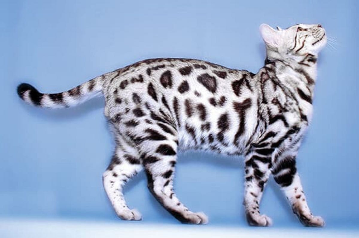 Are Bengal Cats Better in Pairs? by Maine Coon Cats Medium