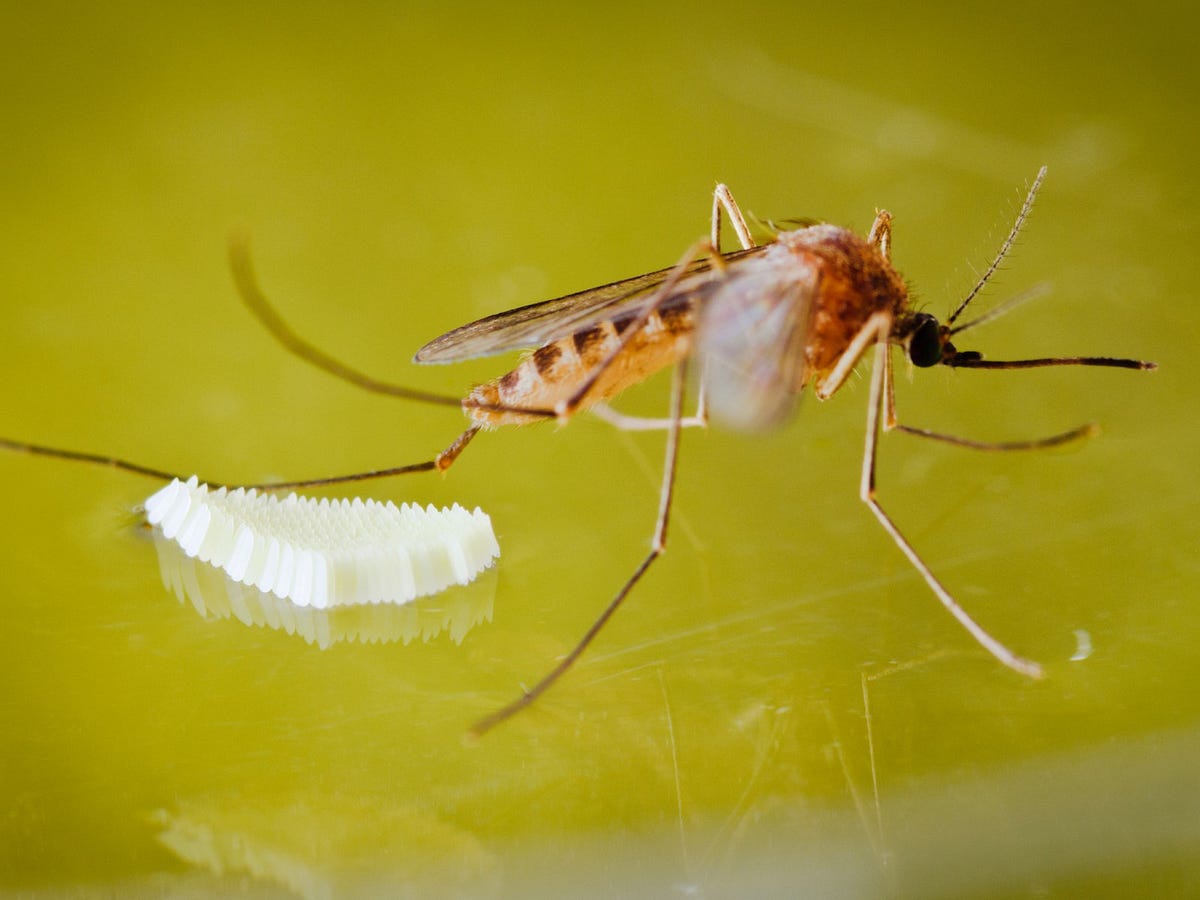 How Mosquito Biology Affects Pest Treatment Around Your Home by
