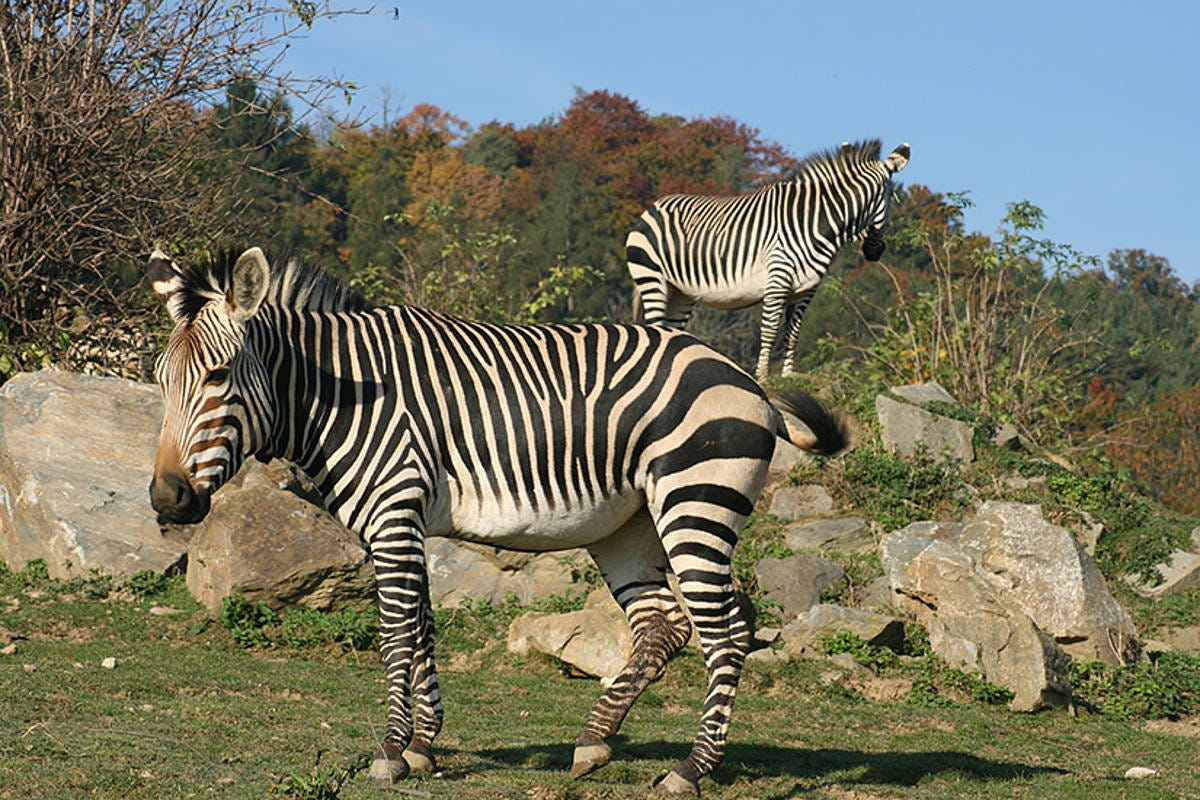 Tierwelt Herberstein