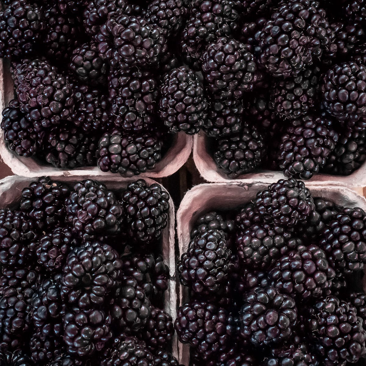 Blackberry Bliss A Pierogi Recipe With a Twist by Daniel Wiczew Medium