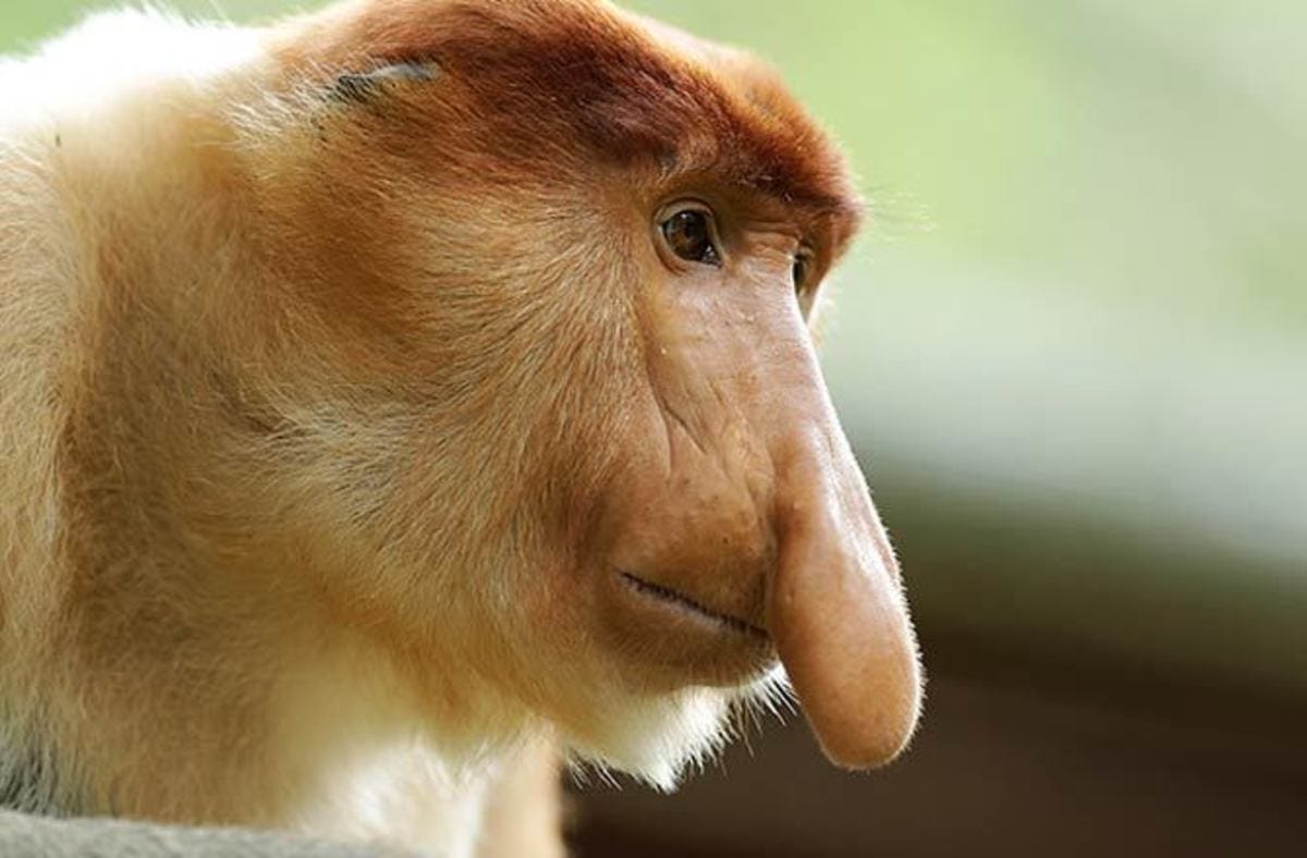 Proboscis Monkey  National Geographic