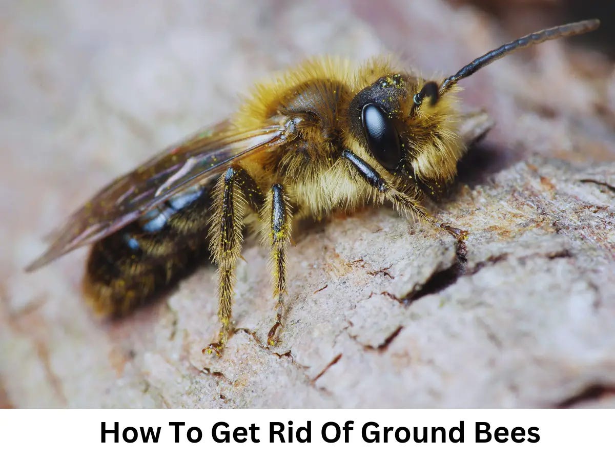 8 Effective Ways To Get Rid Of Ground Bees Without Killing | By Maliha ...