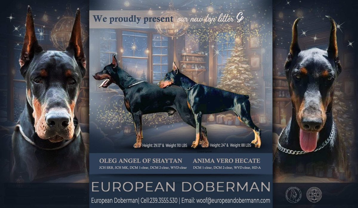 European doberman best sale breeders