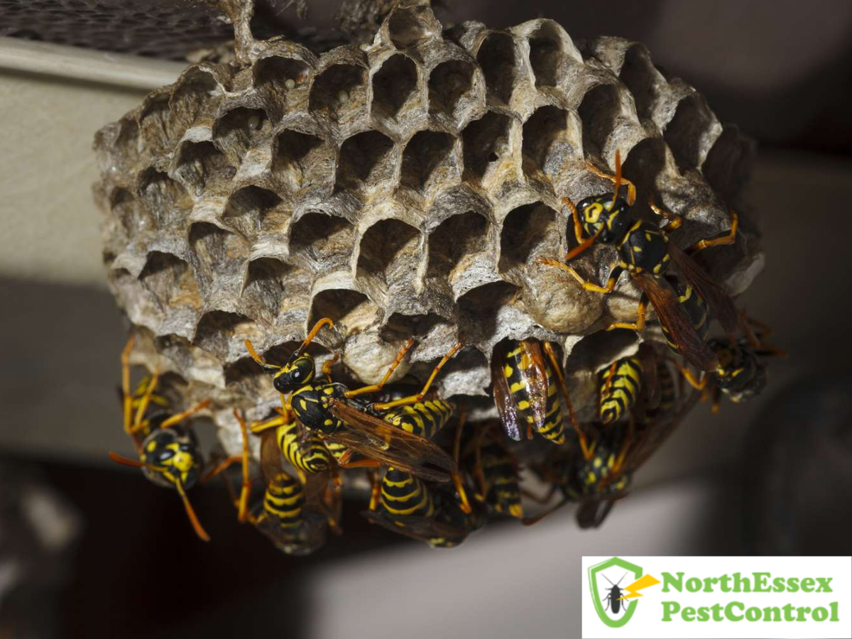 Stinging Success: How Colchester is Leading the Way in Wasp Management ...