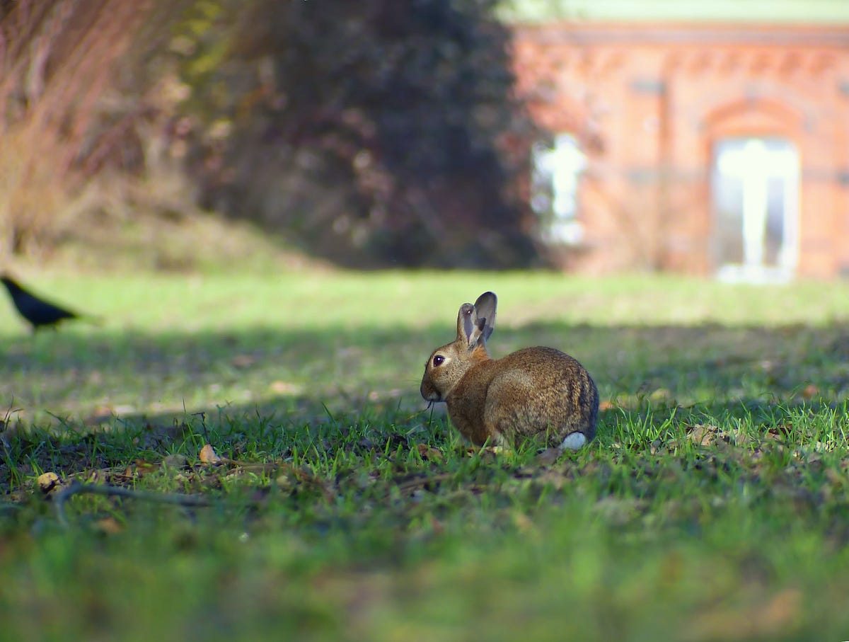 How Much Does a Dwarf Papillon Rabbit Weigh? Backyard Bunny News Medium