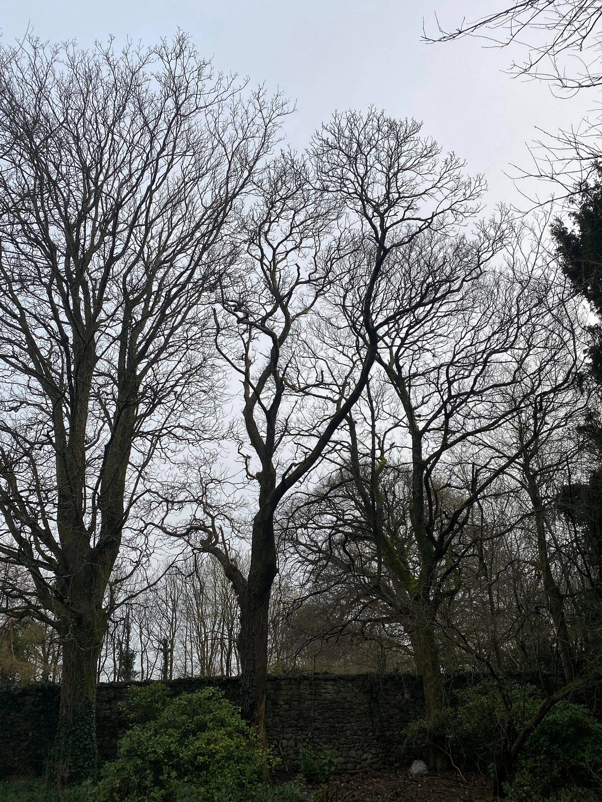 Sweet Chestnut (Castanea sativa). TRAQ score: Low | by Not what you'd ...