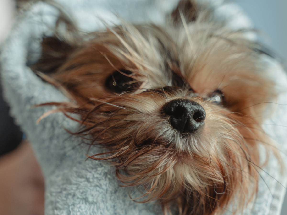 Your Dog Shivers After a Bath Too? Tips to Warm & Soothe Them Your