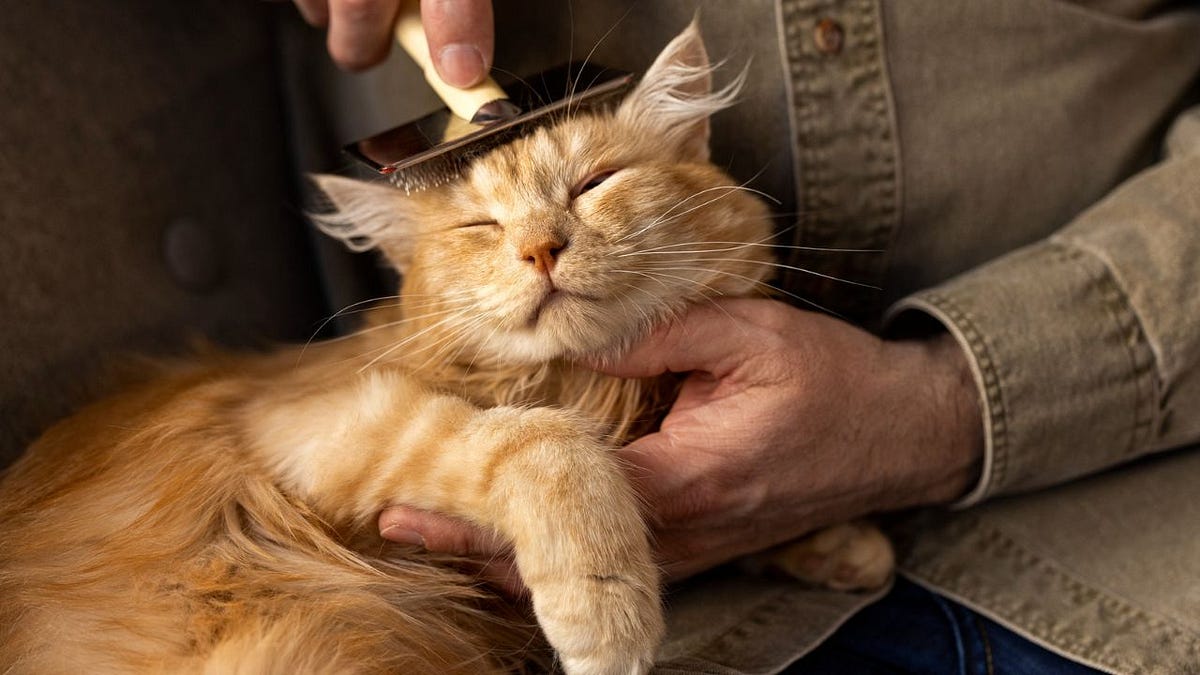 Grooming Your LongHaired Cat at Home Tips and Tricks