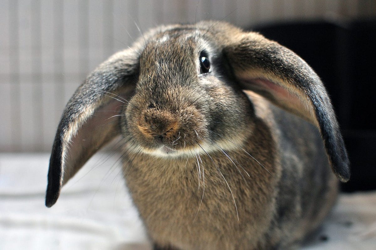 Can the Lynx Rabbit Breed Be the Perfect Pet? - Backyard Bunny News ...