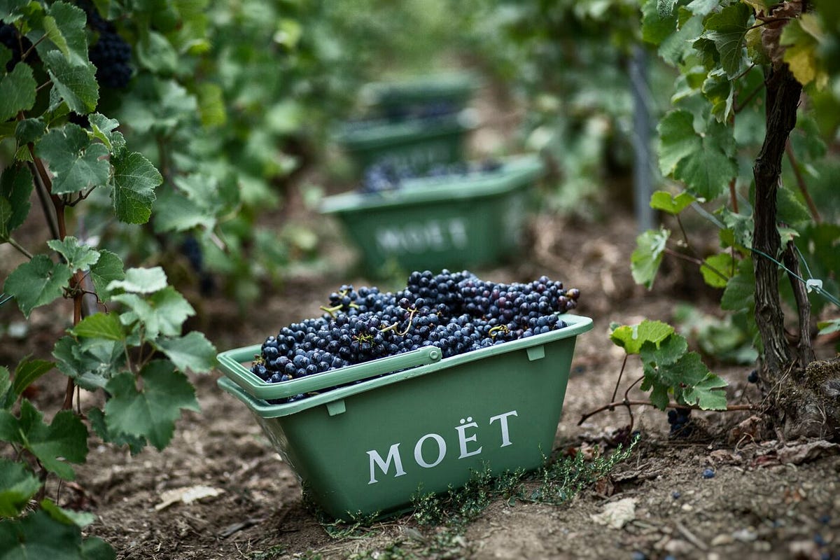 Champagne Harvest with Moët Hennessy is here for all to enjoy