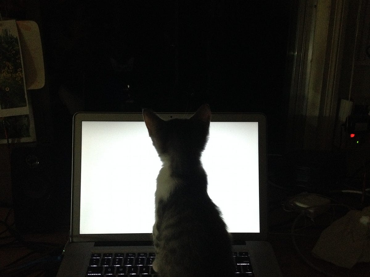 life with cats. Life with cats is ok. They’re low… | by rohn bayes | Medium