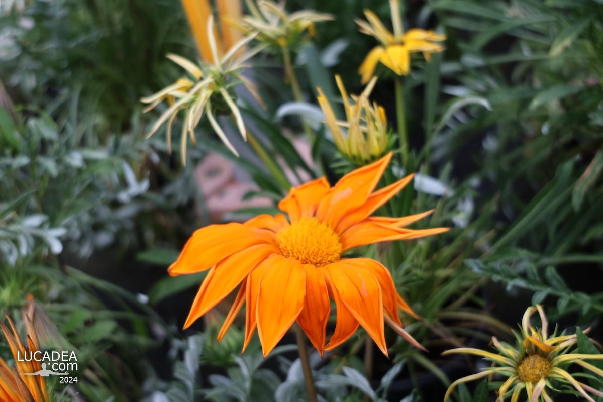 Il fiore arancione della Gazania