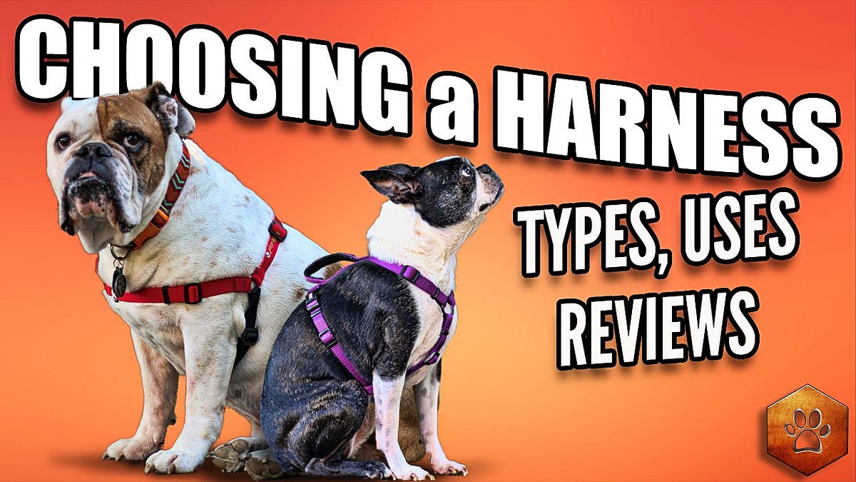 Choosing a Dog Harness — Best Ones and How to Use Dog Houses Medium