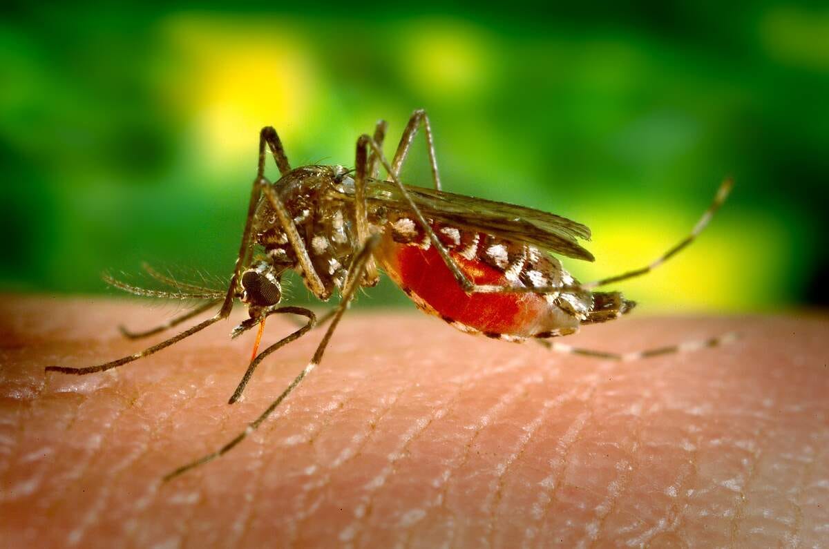 It’s World Mosquito Day August 20, 2024 by Checkiday Aug, 2024