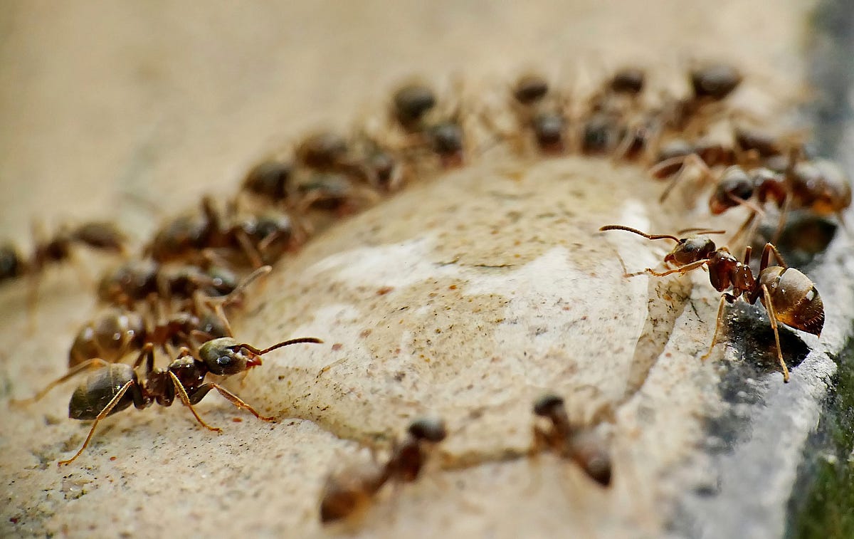 The Battle Against Sugar Ants How To Keep Your Home Ant Free By Pest   0*UiW BQi9M1F6 RUR 