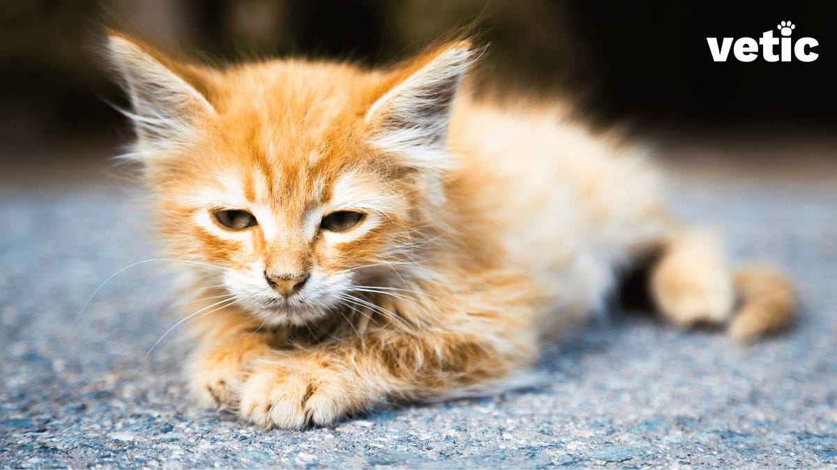 Haemoprotozoa in Cats Signs, Causes, Diagnosis and Treatment — Vetic