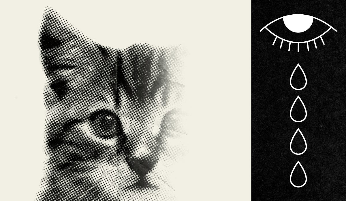 Image of: The Agony of Putting Your First Pet to Sleep — The Bold Italic — San Francisco