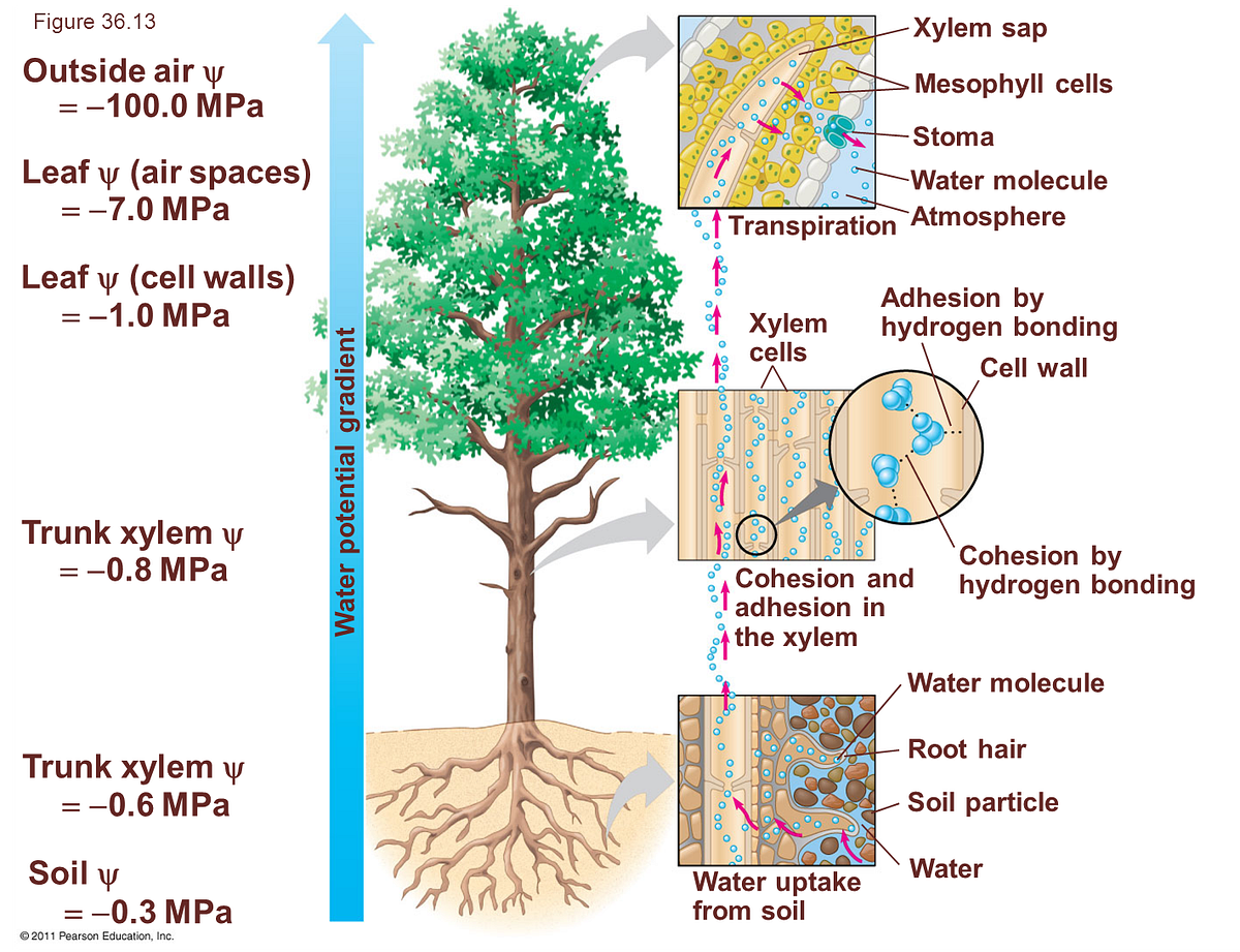 TRANSPIRATION by Biology Experts Notes Medium