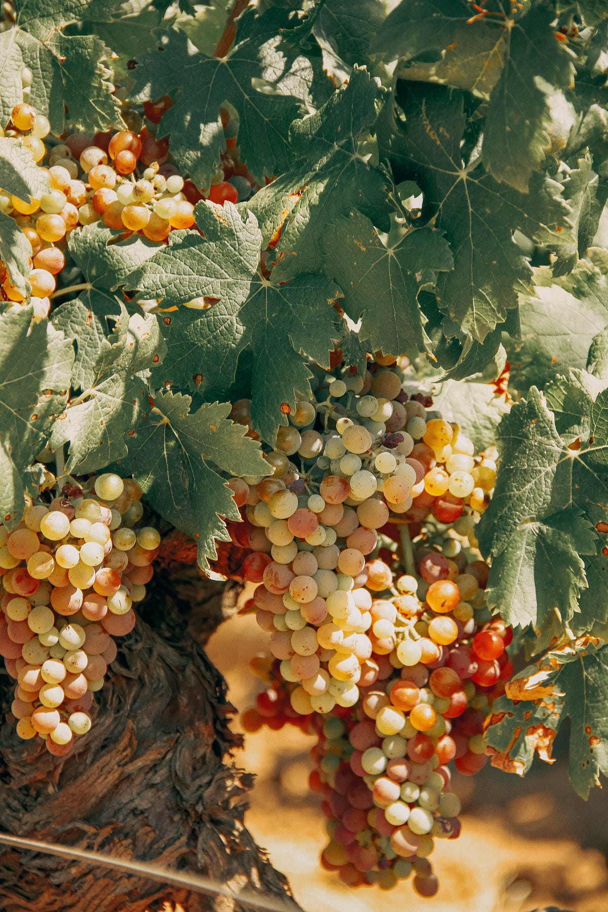 Soft grapes - ILLUMINATION - Medium