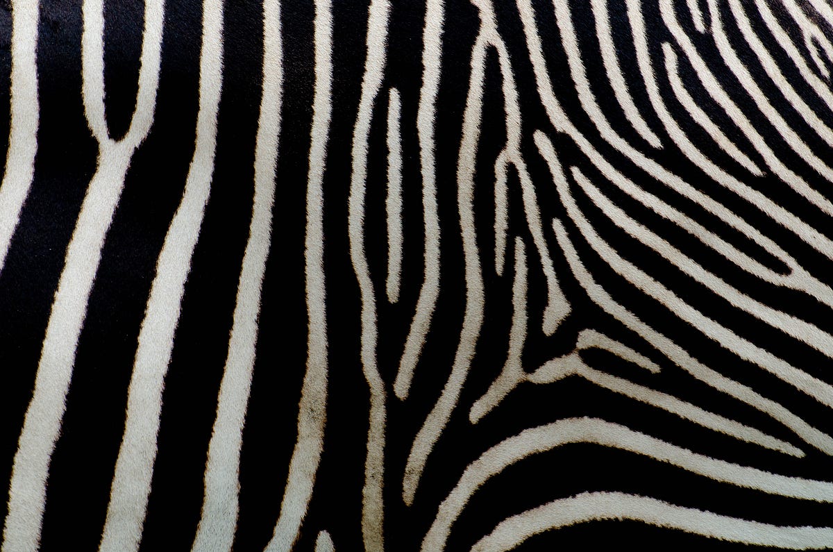 Barcode Scanning in Python. Learn how to scan barcodes using the… | by ...