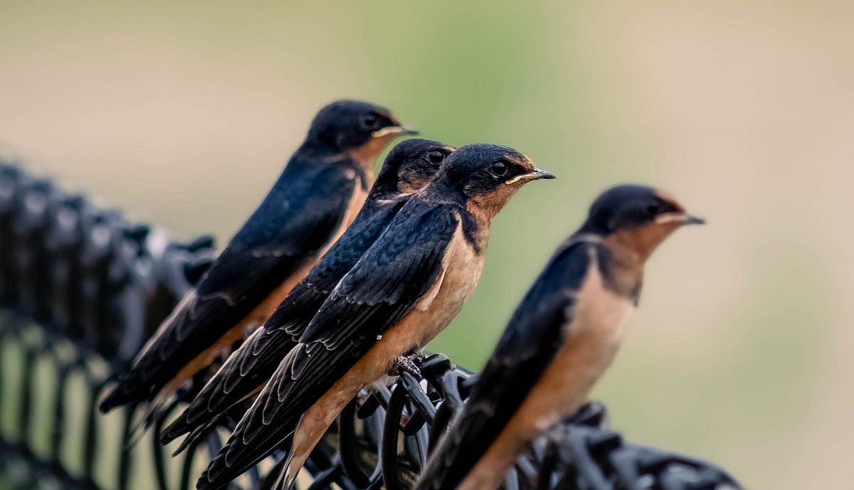 How Does Habitat Change Affect Bird Wings: Surprising Adaptations Revealed