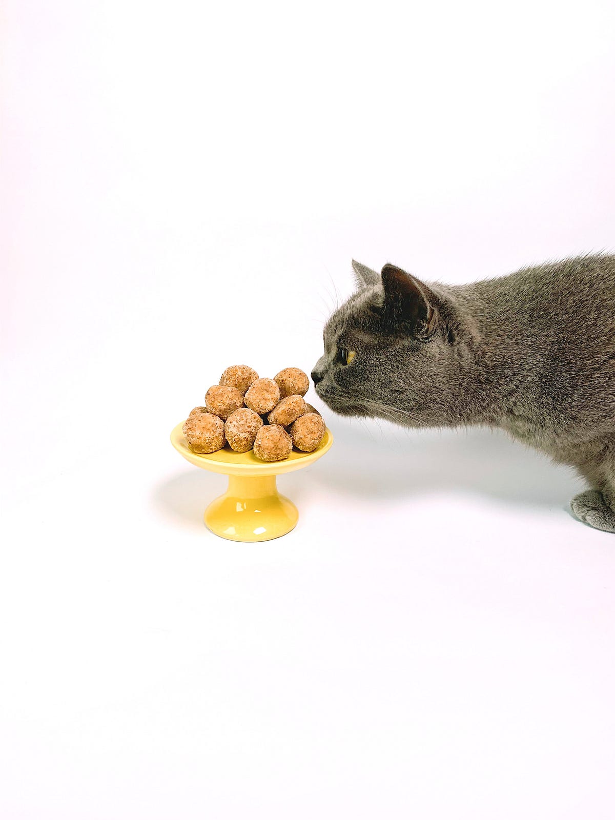 10 Best Cat Food for IBS (Irritable Bowel Syndrome) by PURI&Co. Aug