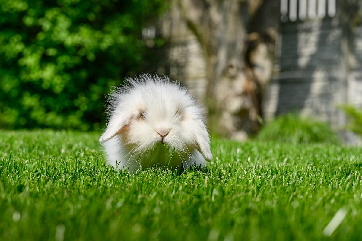 What Is Attracting Bunnies to My Yard? Backyard Bunny News Medium
