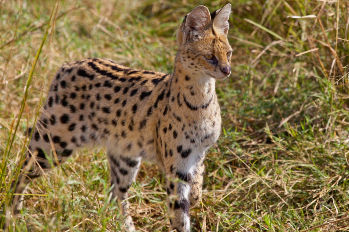 are-savannah-cats-dangerous-by-maine-coon-cats-medium