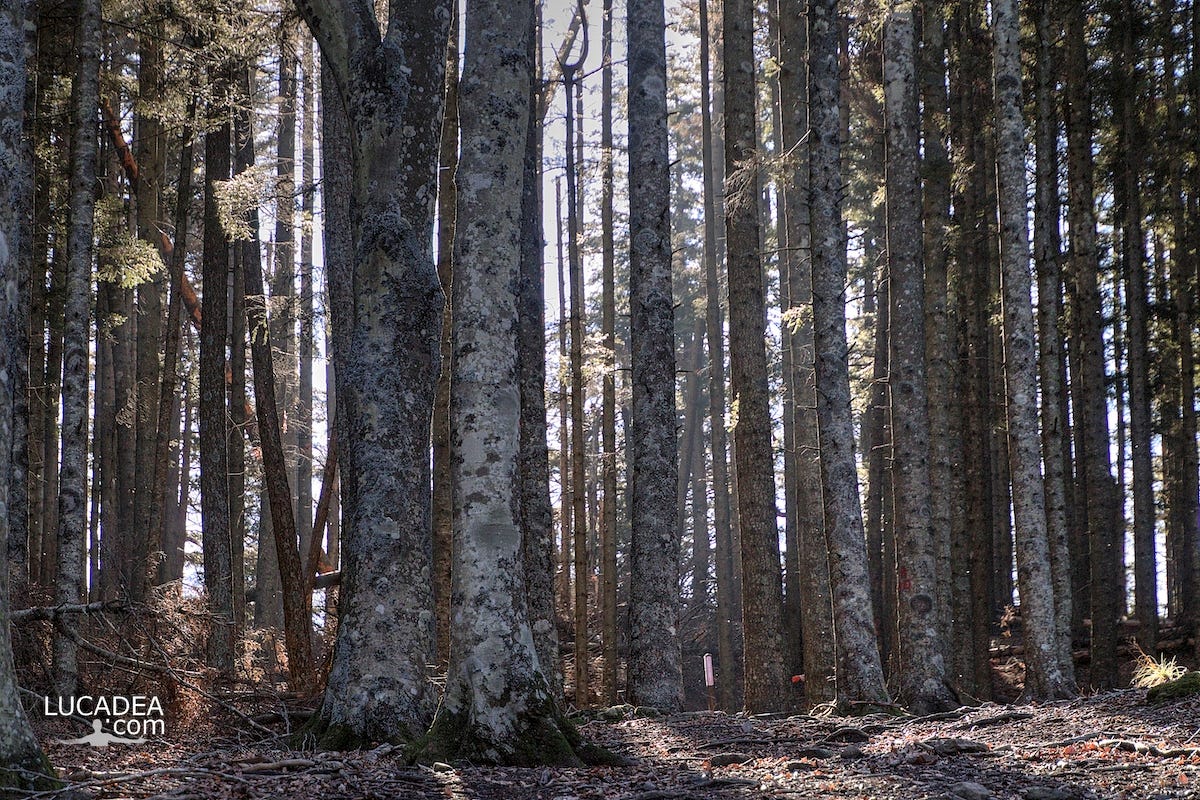 Gli alberi di faggio del Monte Zatta in Liguria