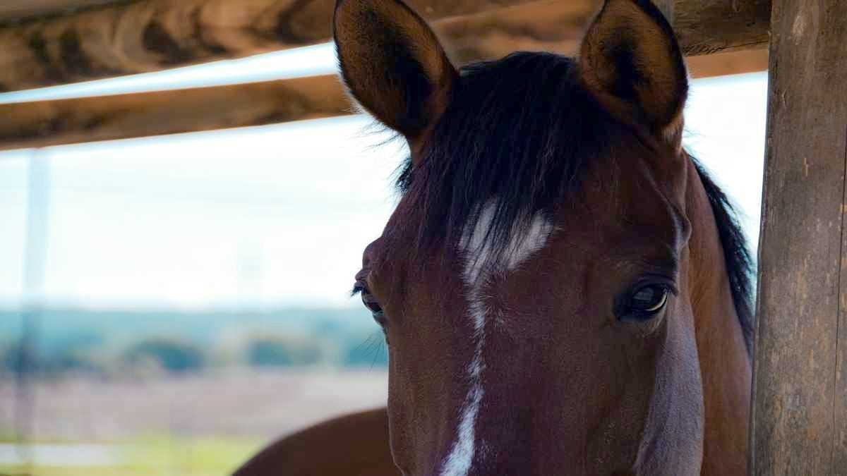 Der weise Mann und das Pferd