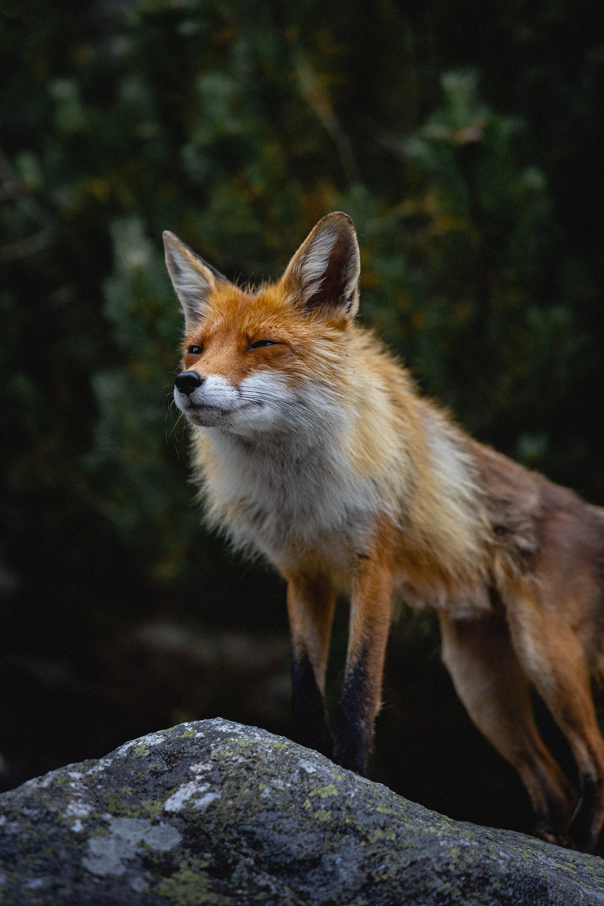 Foxlike Personalities in Humans. Foxes are a very mysterious and… by