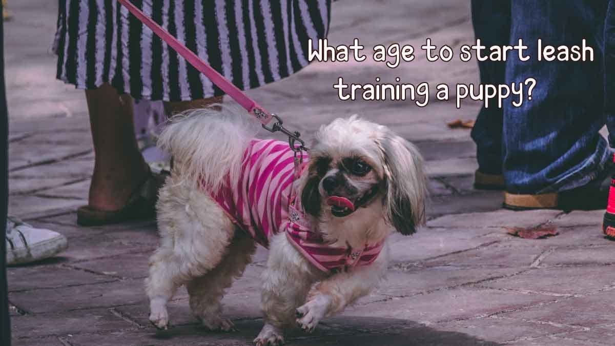Leash Training Guide What Age to Start Leash Training a Puppy