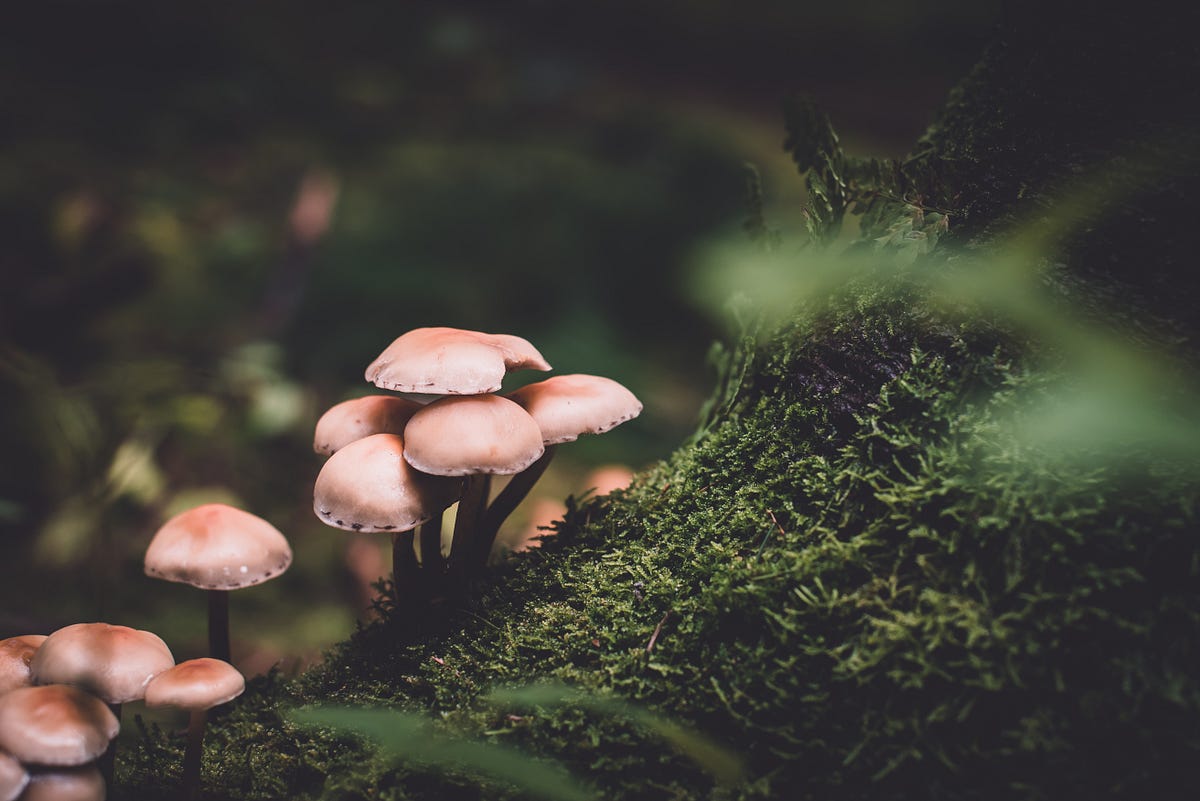 Mushroom Classification using Machine Learning with Deployment using ...
