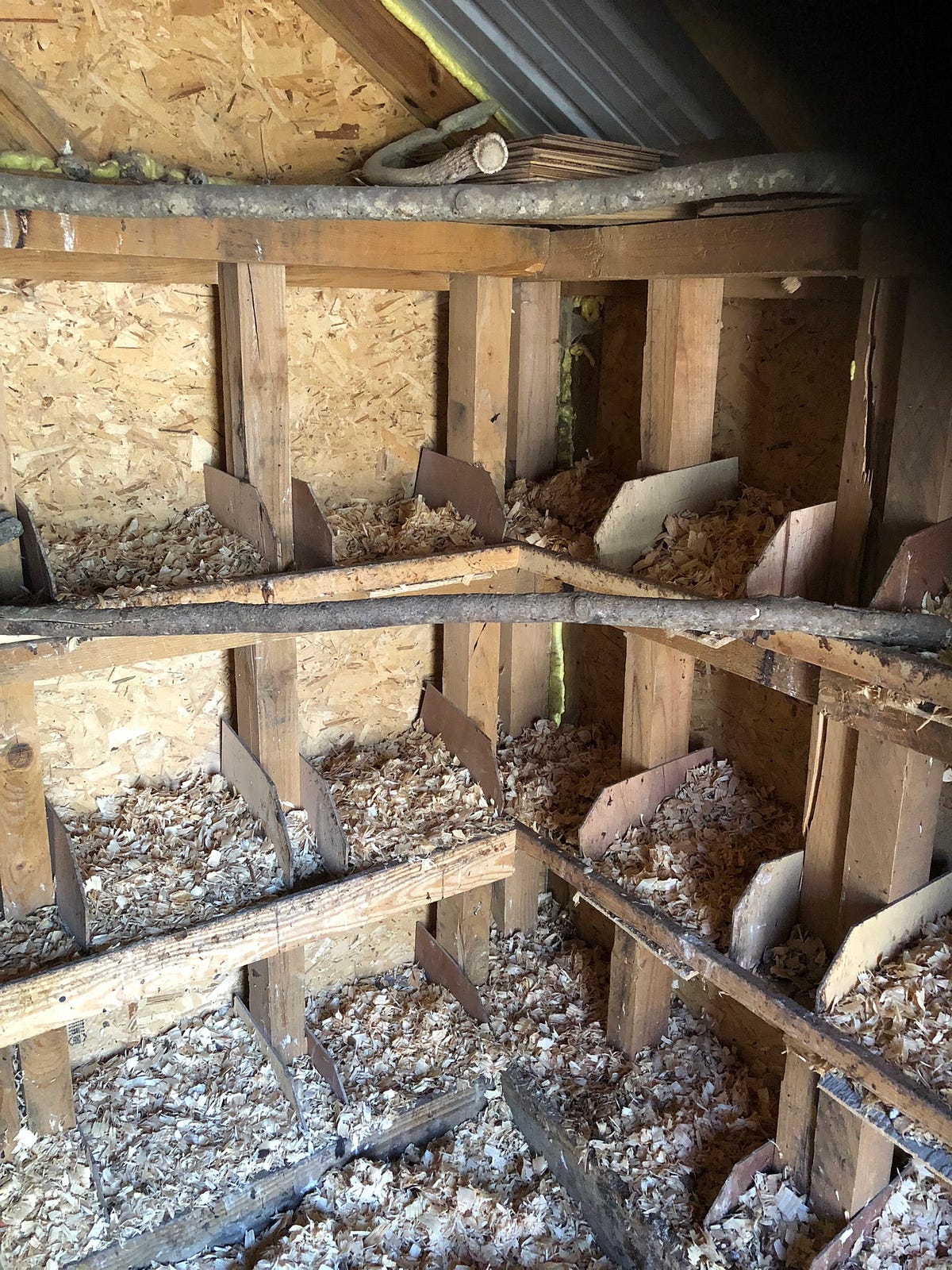 Can You Raise Chickens Without Feed? by Backyard Chicken News Sep