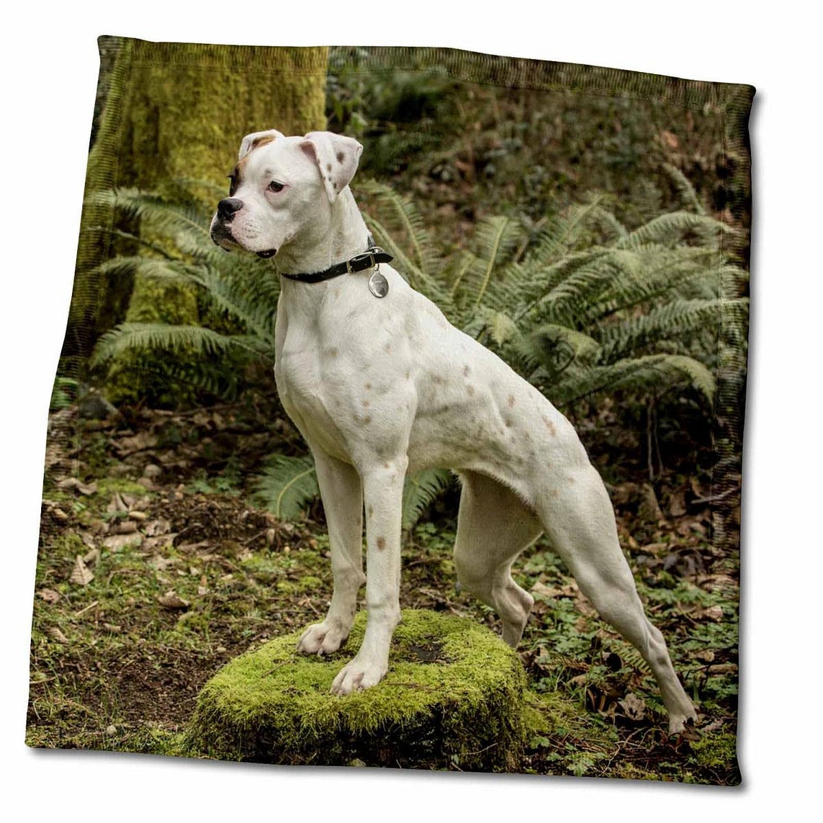 All the Best Pet Care in Issaquah, WA A Comprehensive Guide by