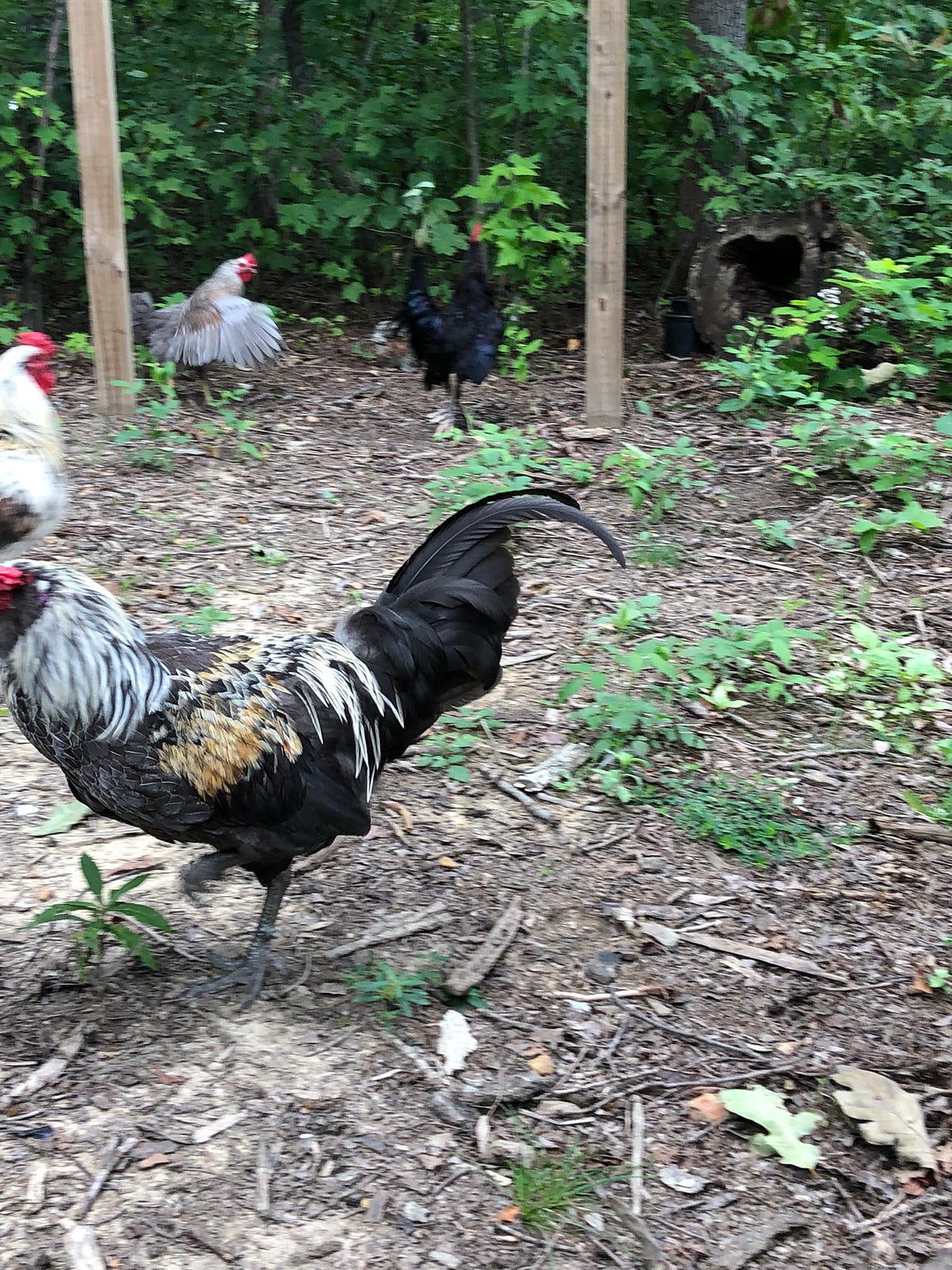 can-you-keep-chickens-in-your-yard-backyard-chicken-news-medium