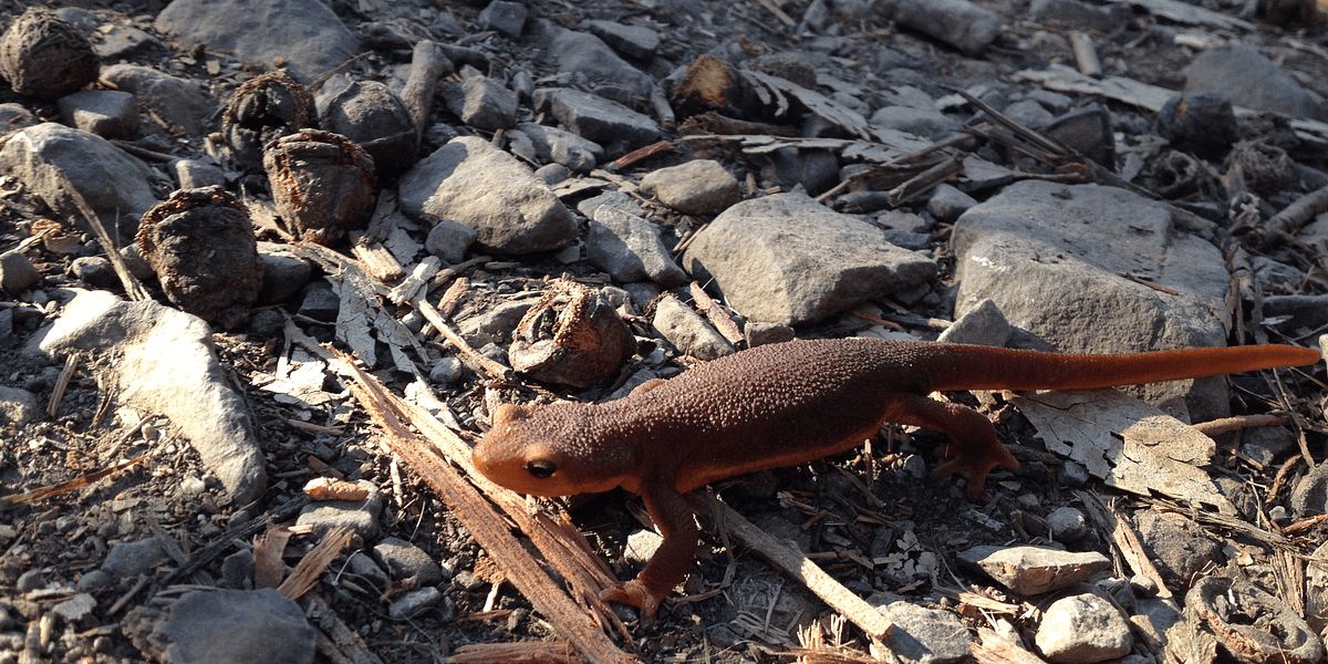Image of: Go See Migrating Newts in Oakland/Berkeley — The Bold Italic — San Francisco