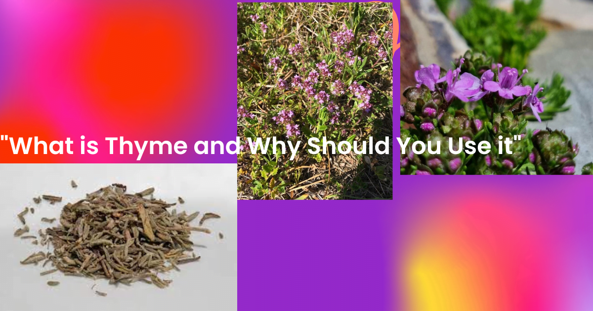 “What Is Thyme And Why Should You Use It? An Introduction To The Herb