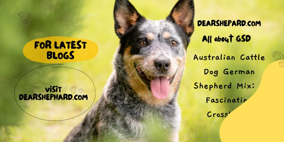 Australian cattle store german shepherd mix