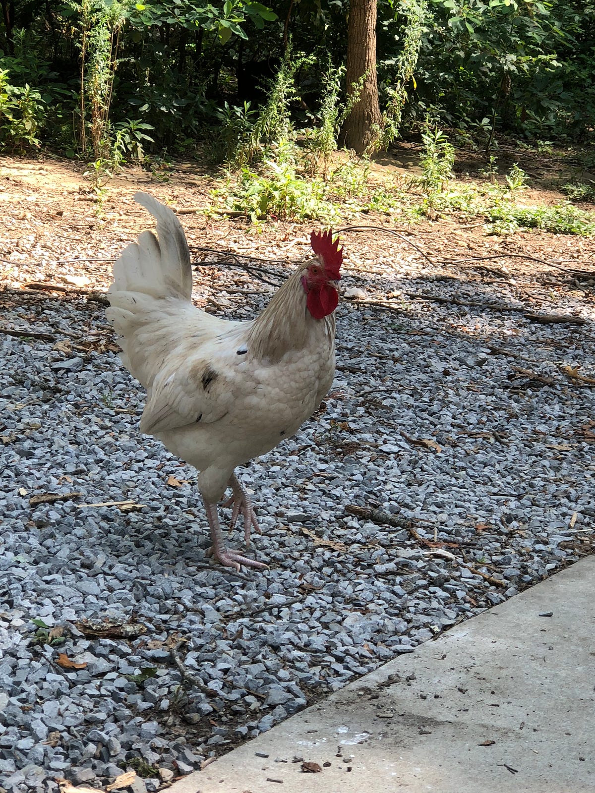 Can Backyard Chickens Help Pregnant Women? Backyard Chicken News Medium