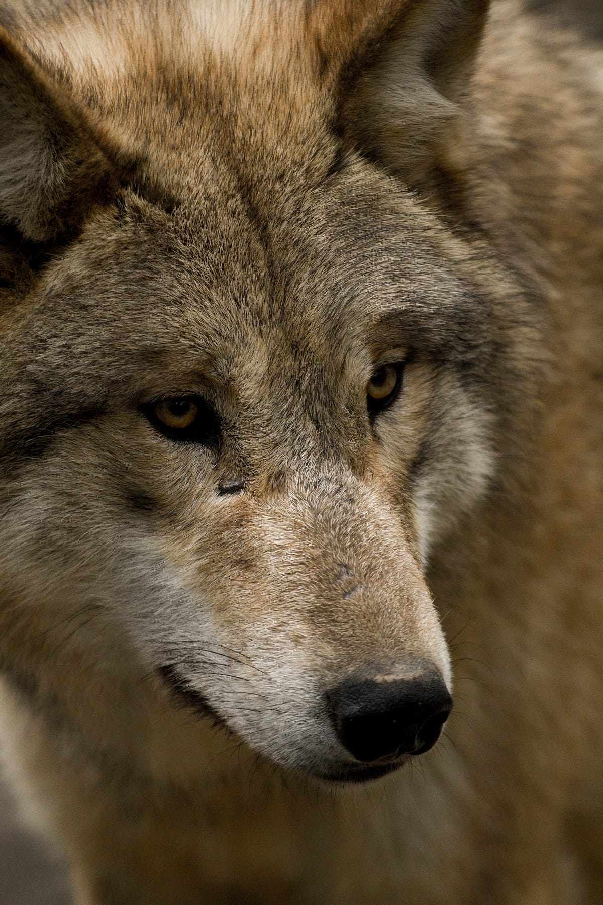 Волк поговори. Волк. Хищники животные. Волк красавчик. Говорящий волк.
