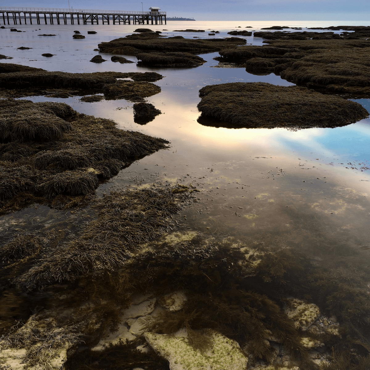 How to use a polarizing filter in your iPhone Android smartphone