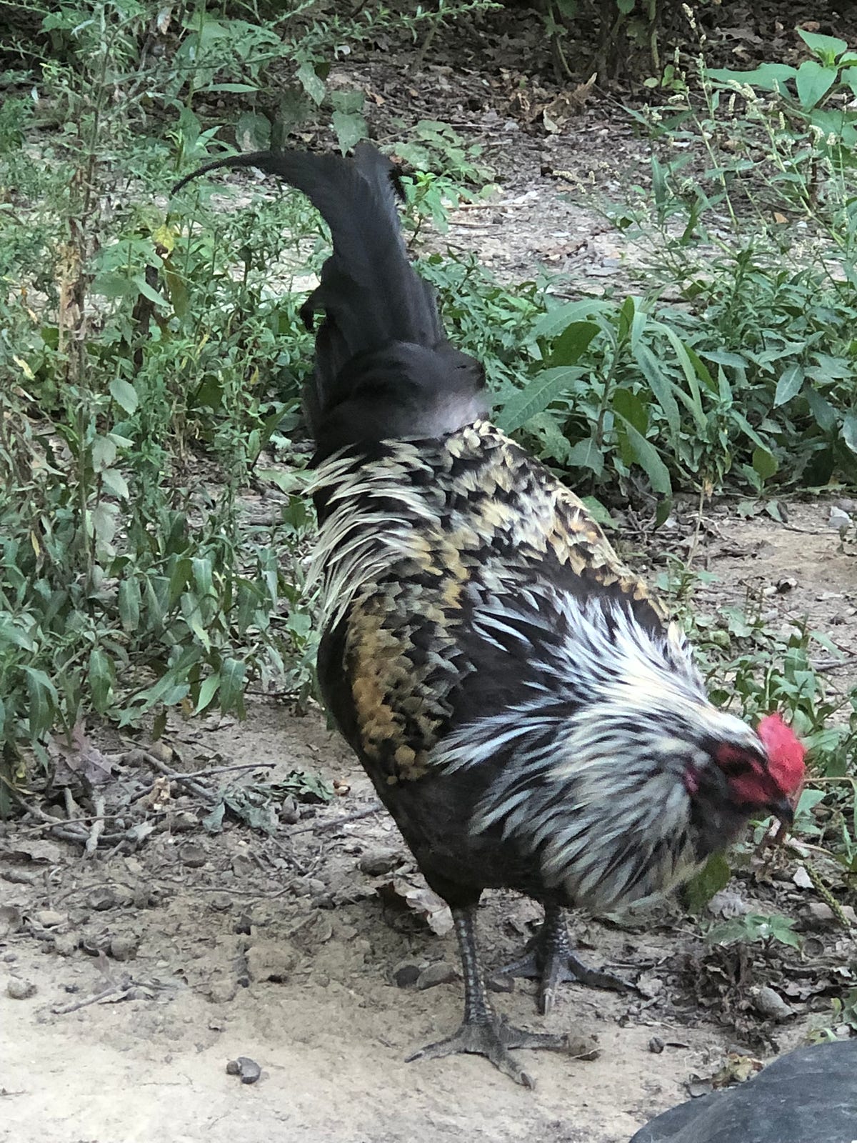 What Vaccines Do Backyard Chickens Require for Optimal Health ... - Backyard Chicken Health And Vaccination Advice
