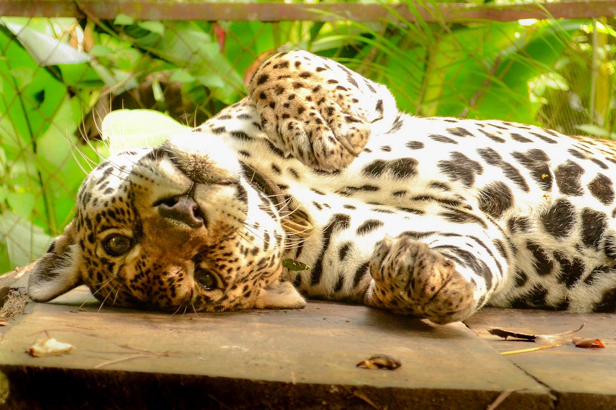 The Reasons Why Animal Sanctuaries Need Volunteers by GivingWay