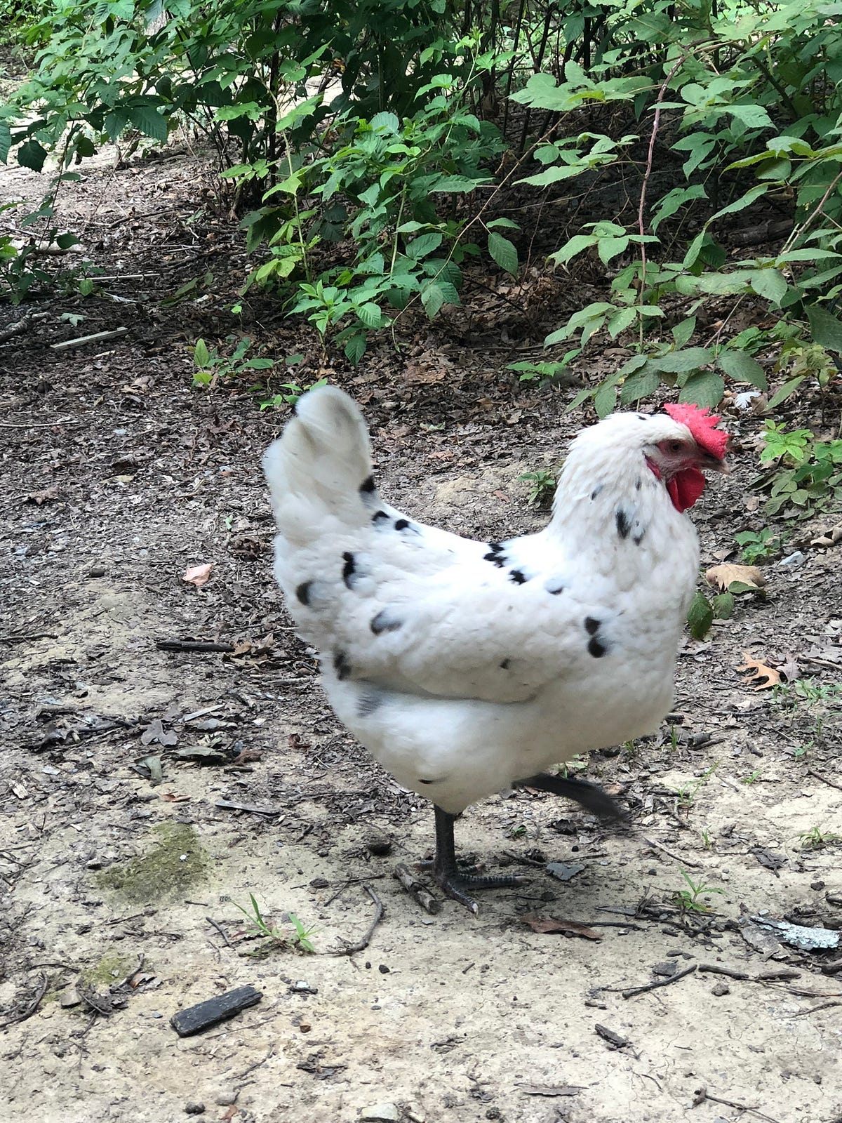 Do Backyard Chickens Have an Unpleasant Odor? Backyard Chicken News