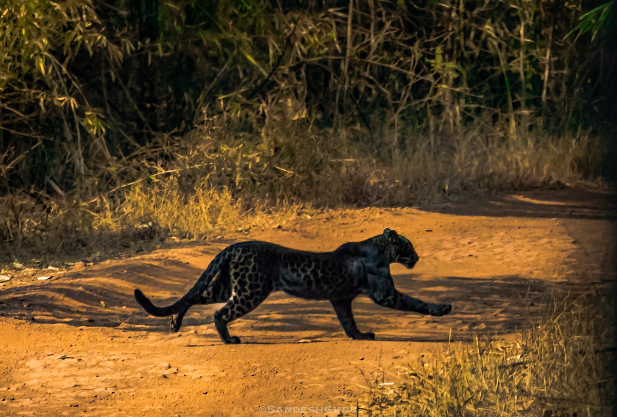 My First Encounter With The Black Panther In Tadoba, by Sandesh Guru