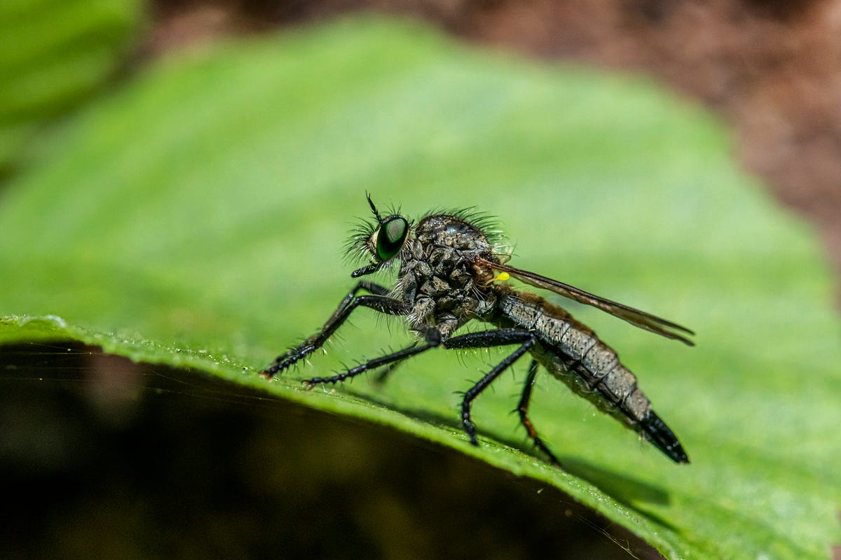 Do Electronic Pest Repellers Work? by Robert Shaneyfelt