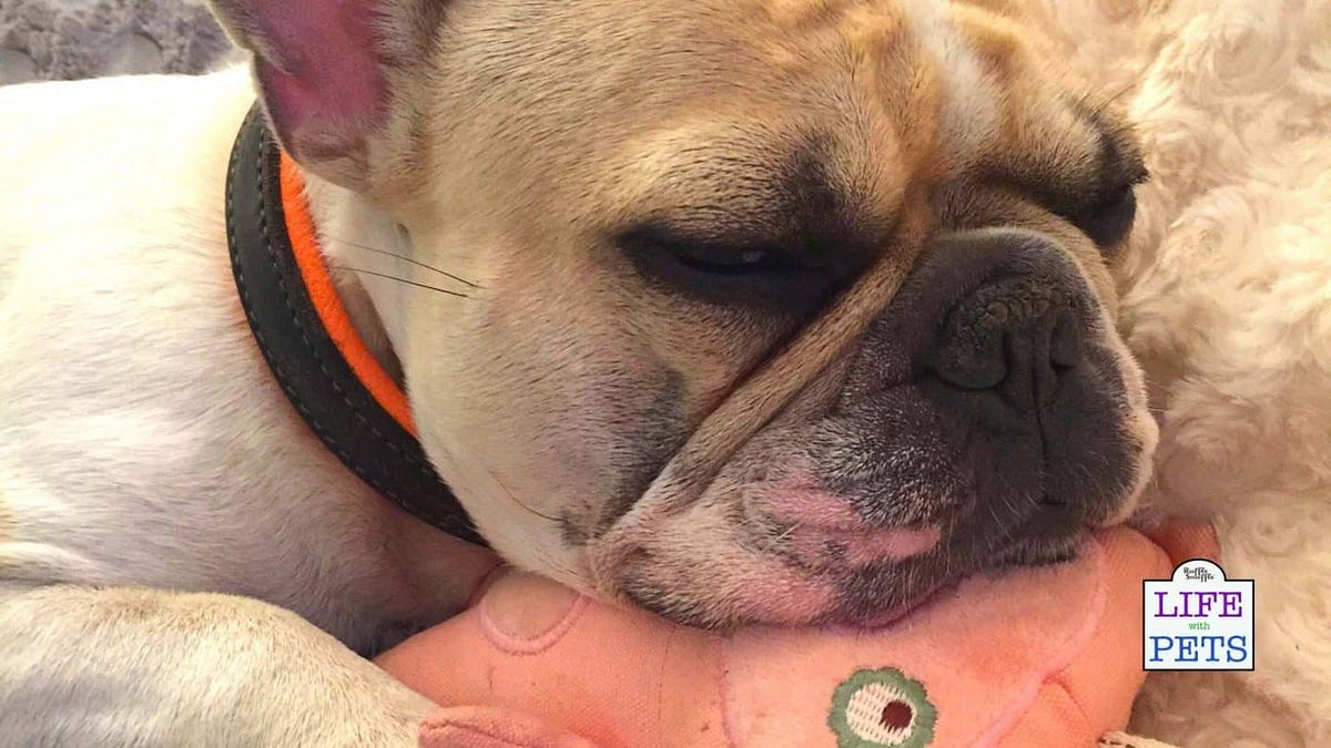 Sweet Dreams Is Sleeping Next To Your Dog Good For You? by Que Sarah Sarah 🌴 Life With Pets