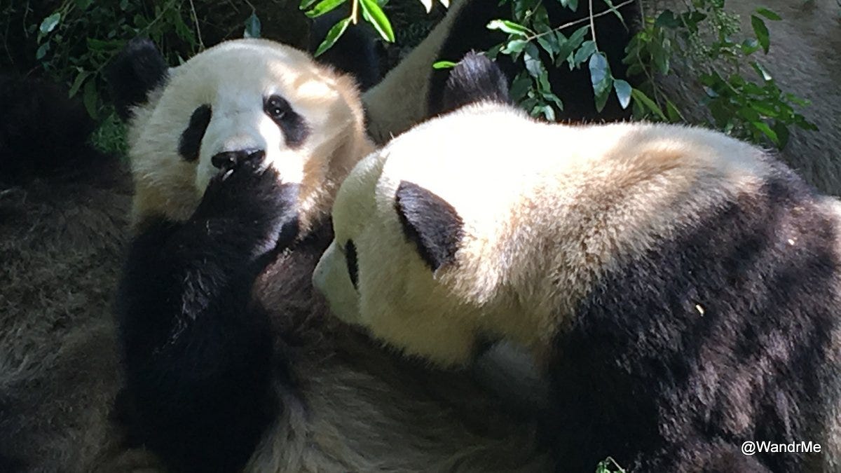 Playing with Pandas: A day at the Chengdu Research Base of Giant Panda Breeding