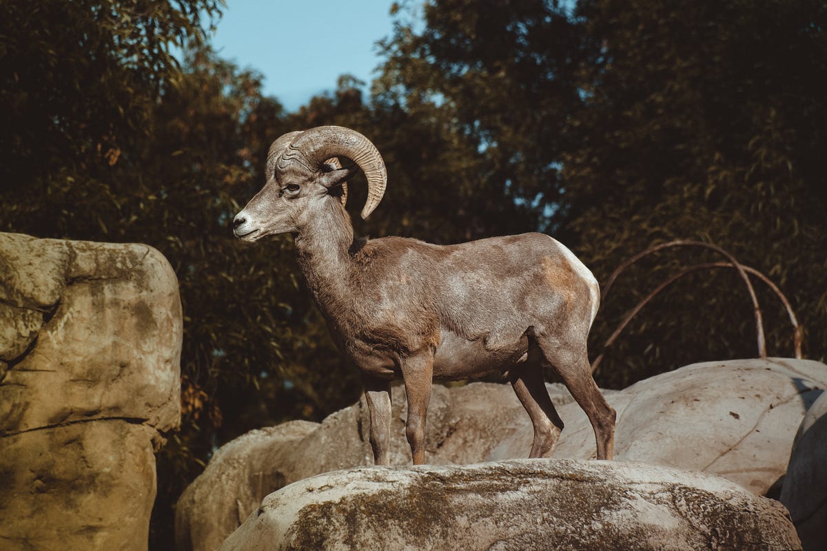 Ugly Old Goat – Medium
